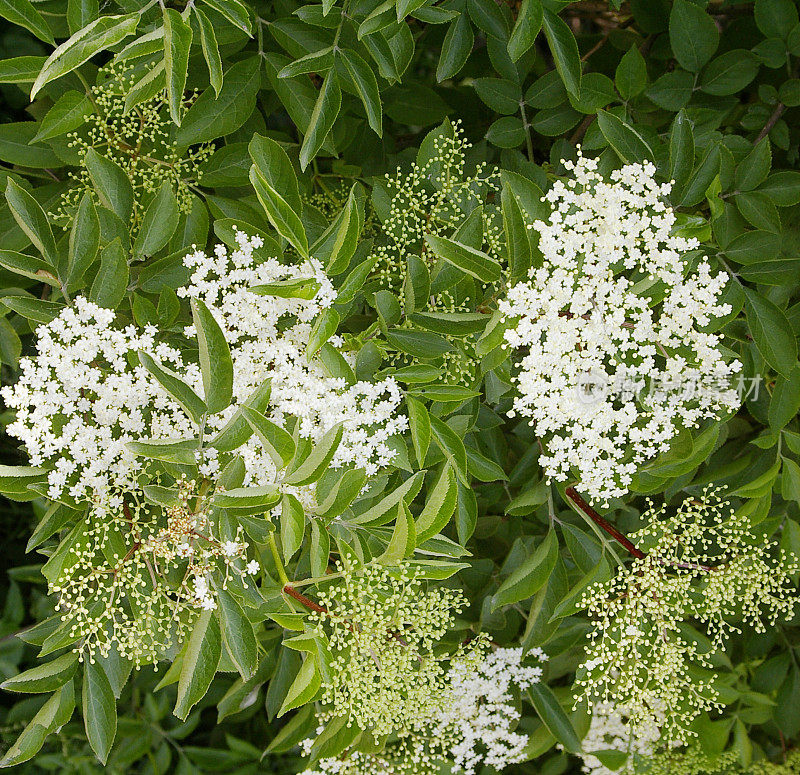 普通接骨木(sambuus nigra)开花